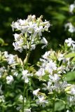 Common Soapwort - Saponaria officinalis - Caryophyllaceae