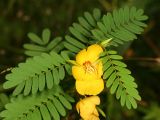 Partridge Pea - Chamaecrista fasciculata