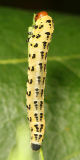Red-headed Pine Sawfly - Neodiprion lecontei