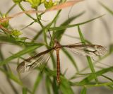 Tipula tricolor