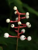 Dolls Eyes (White Baneberry) - Actaea pachypoda