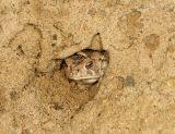 Fowlers Toad - Anaxyrus fowleri (in its little hole in the sand)