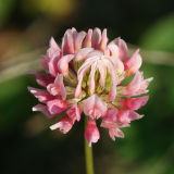 Red Clover - Trifolium pratense