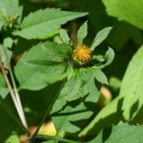 Tall Beggar Tick - Bidens vulgata