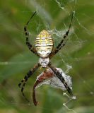 Banded Argiope - Argiope trifasciata