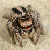 Habronattus calcaratus maddisoni