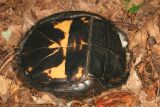 underside of an Eastern Box Turtle - Terrapene carolina