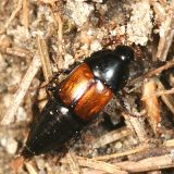 Tachinus fimbriatus