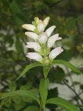 White Turtlehead - Chelone glabra