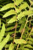 Interupted Fern - Osmunda claytoniana