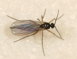  Dark-winged Fungus Gnat (Sciaridae)