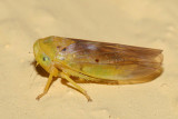 Tremulicerus fulgidus (First U.S. record)