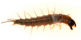 Summer Fishfly Larva - Chauliodes pectinicornis