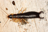 Maritime Earwig - Anisolabis maritima (male)