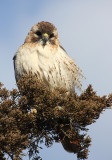 Red-tailed Hawk - Buteo jamaicensis