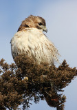 Red-tailed Hawk - Buteo jamaicensis