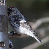 Hoary Redpoll - Carduelis hornemanni