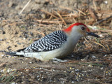 Red-bellied Woodpecker - Melanerpes carolinus