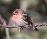 House Finch