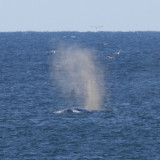 Whale blowing