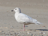 immature Iceland Gull