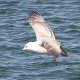 immature Herring Gull