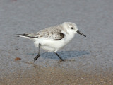 Sanderling - Calidris alba