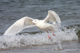 Iceland Gull - Larus glaucoides