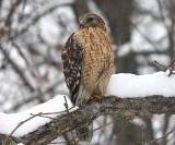 Red-Shouldered Hawk - Buteo lineatus