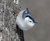 White-breasted Nuthatch - Sitta carolinensis