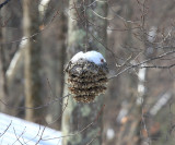 Last years wasp nest