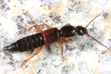 Tetartopeus convolutum