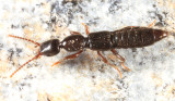 Scopaeus sp.