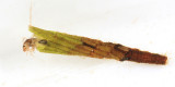 Triaenodes sp.