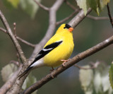 American Goldfinch - Carduelis tristis (male)
