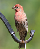 House Finch - Carpodacus mexicanus (male)