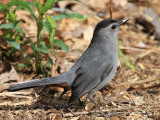 Gray Catbird - Dumetella carolinensis