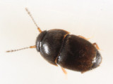 Acrotrichis sp.