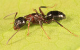 Camponotus nearcticus