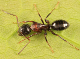 Camponotus nearcticus