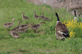 Canada Goose family - Branta canadensis