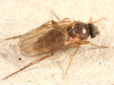 Megaselia sp.