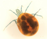 Limnesiidae - Limnesia sp.