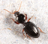 Dyschirius globulosus