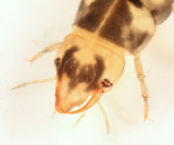 Neoporus sp. (larva)