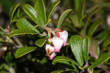 Common Bearberry - Arctostaphylos uva-ursi