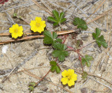 Dwarf Cinquefoil - Potentilla canadensis