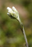 Pussytoes - Antennaria sp.