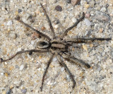 Burrowing Wolf Spider - Geolycosa turricola