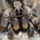 Burrowing Wolf Spider - Geolycosa turricola
